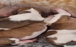 Dachshund dogs for sale: Dachshund Puppies - Image 12