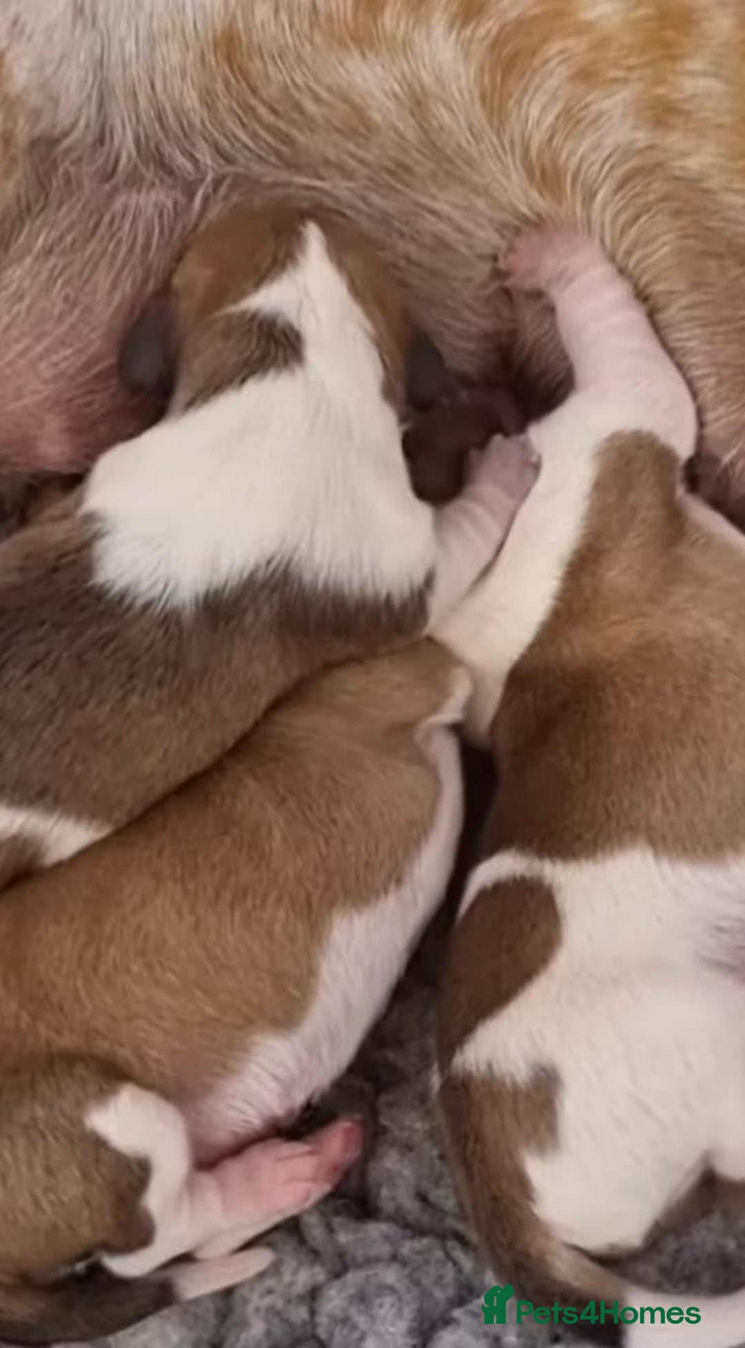 Dachshund dogs for sale: Dachshund Puppies - Image 12