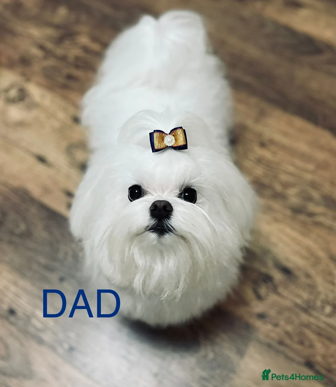 Maltese dogs for sale: 😍Tiny gorgeous Maltese puppies🥰  - Advert 2