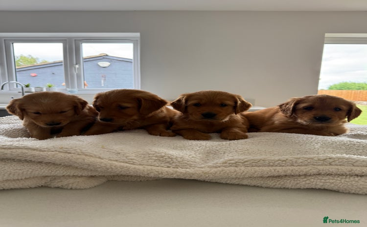 Golden Retriever dogs - Advert 1