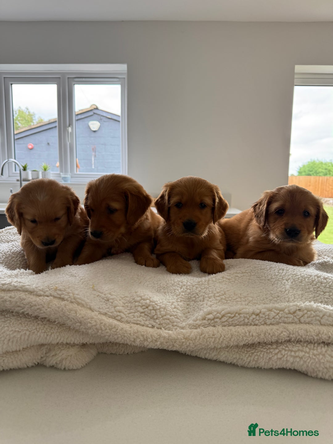 Golden Retriever dogs for sale: KC REG DARK RED GOLDEN RETRIEVER PUPPIES  - Image 6