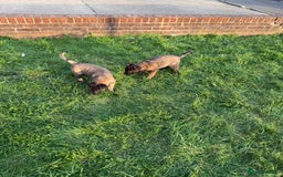 Belgian Shepherd Dog dogs for sale: Belgian malinois - Image 7