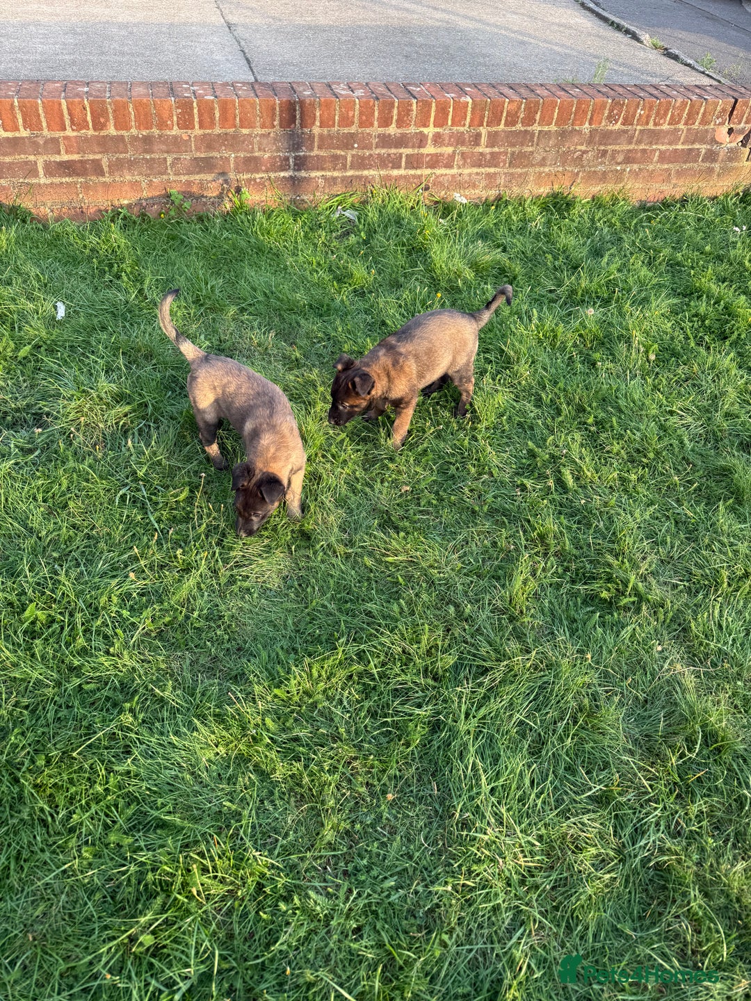 Belgian Shepherd Dog dogs for sale: Belgian malinois - Image 7