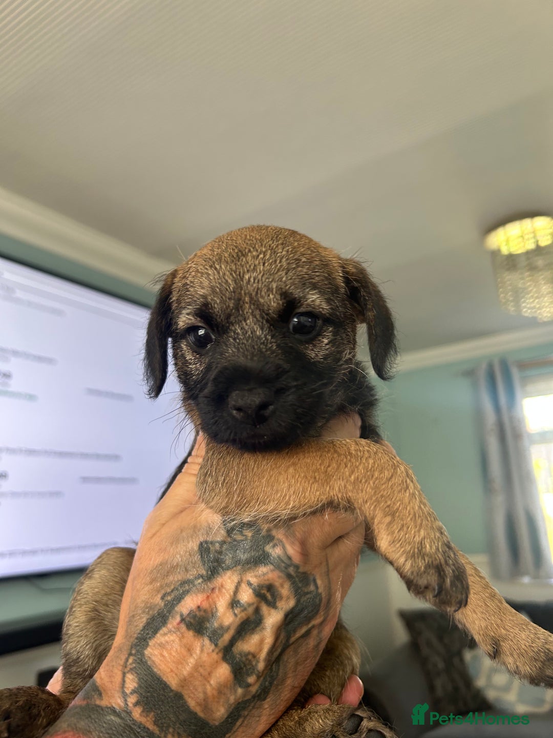 Border Terrier dogs for sale: Border Terrier pups Female - Image 10