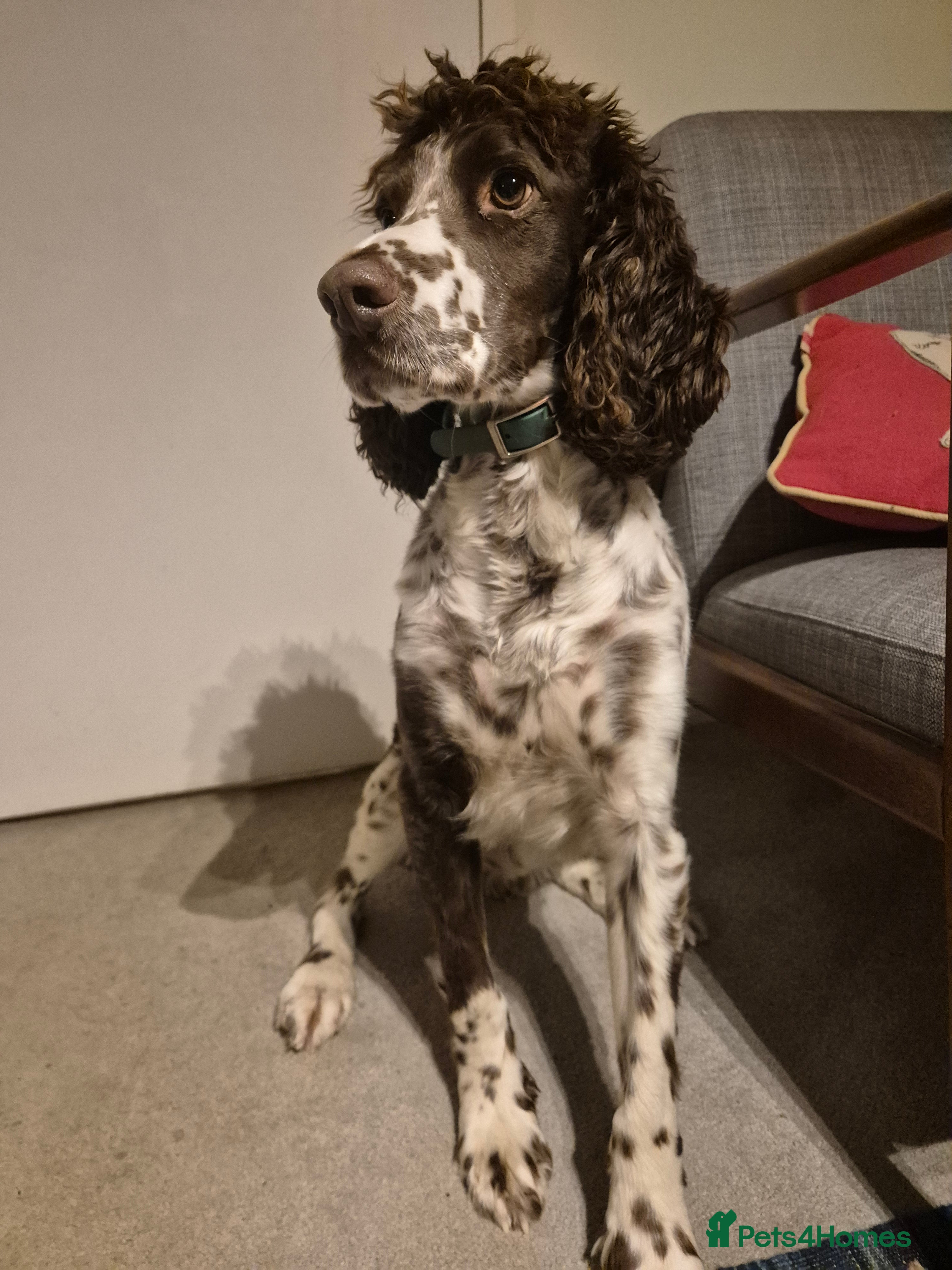 English Springer Spaniel dogs English Springer Spaniel/Pont-Audemer spaniel - Advert 3