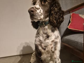 English Springer Spaniel dogs English Springer Spaniel/Pont-Audemer spaniel - Advert 10