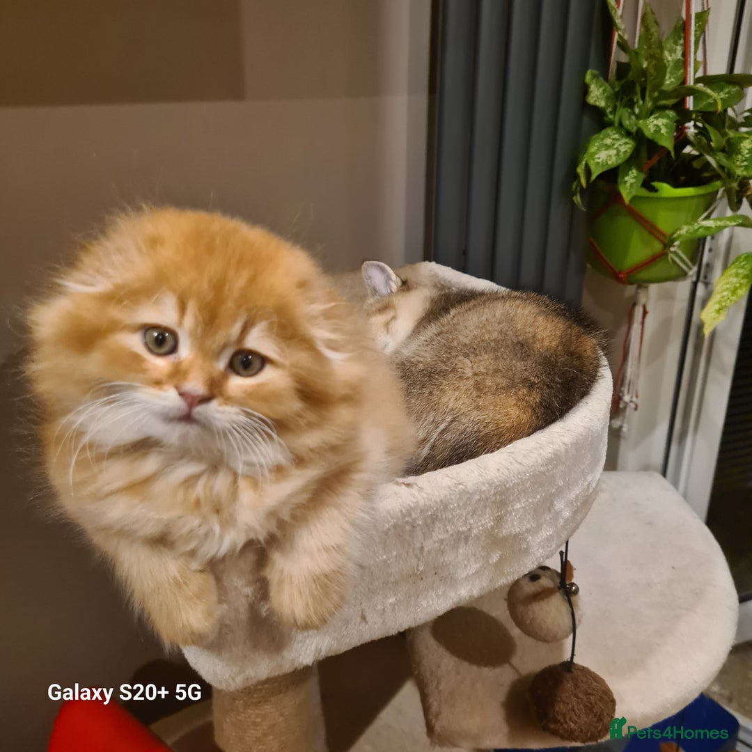 Scottish Fold cats for sale: Scottish fold/straight looking for home  - Image 30