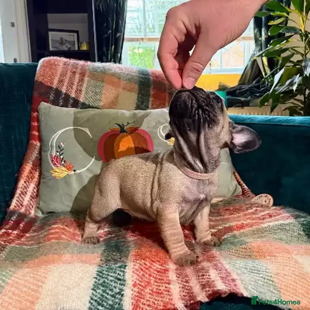 French Bulldog dogs for sale: 2 Female / 2 Male French Bulldog puppies for sale - Image 5