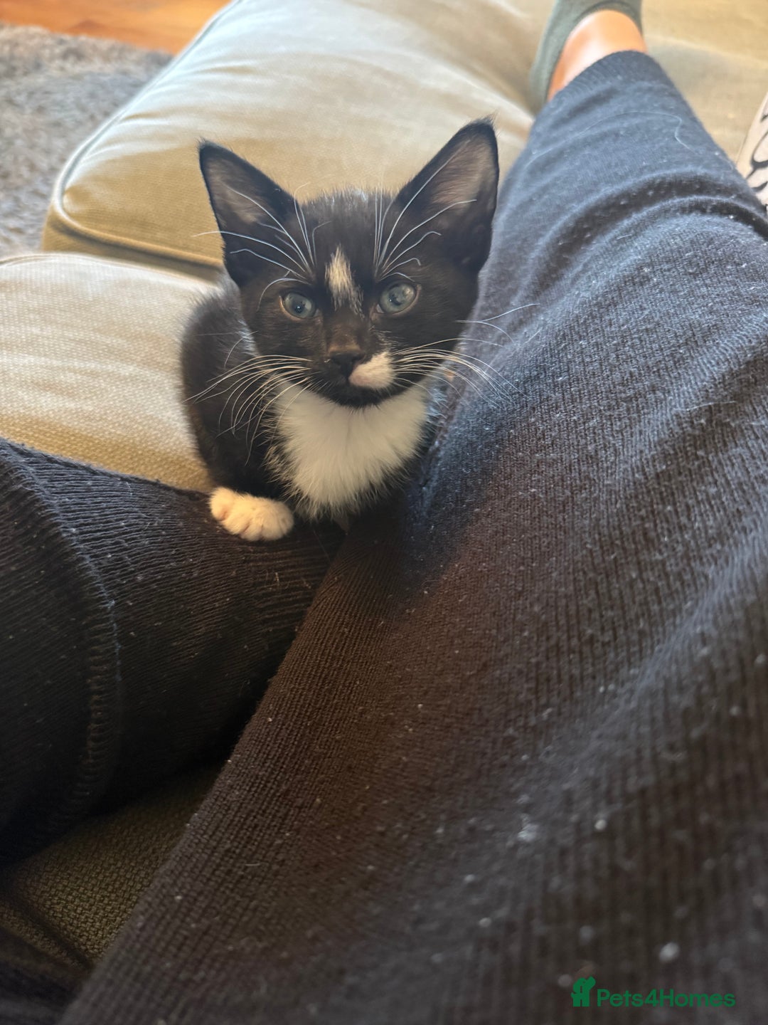 Mixed Breed cats for sale: Beautiful little boy needing new home asap - Advert 2