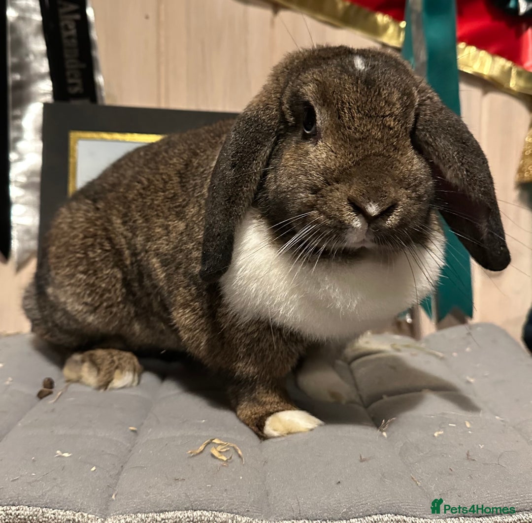 Mini Lop rabbits for sale: Two beautiful girls available  - Advert 2