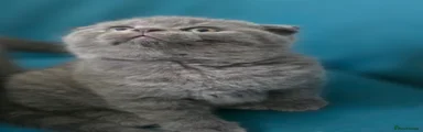 Scottish Fold 2