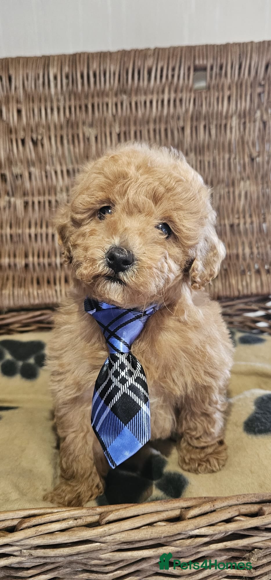 Cavapoo dogs Only 2 now heath checked by vet checked  ** 2 - Advert 1