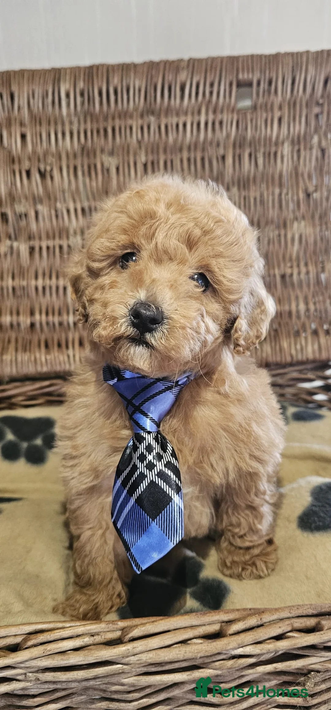 Cavapoo dogs for sale: Cavapoo puppies heath checked by vet  - Advert 10