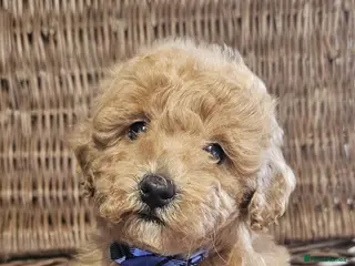 Cavapoo dogs Only 2 now heath checked by vet checked ** 2 - Advert 1