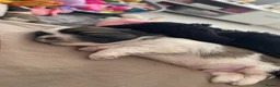 Shih Tzu dogs for sale: Beautiful Shih Tzu Puppies-Loving family Home - Advert 14