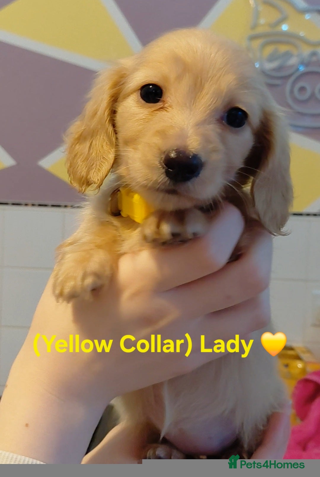 Miniature Dachshund dogs KC Reg. Longhaired Full Cream Mini's 💛❤️🐾 - Advert 9
