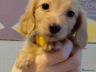 Miniature Dachshund dogs KC Reg. Longhaired Full Cream Mini's 💛❤️🐾 - Advert 9