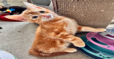 Mixed Breed cats - Advert 12