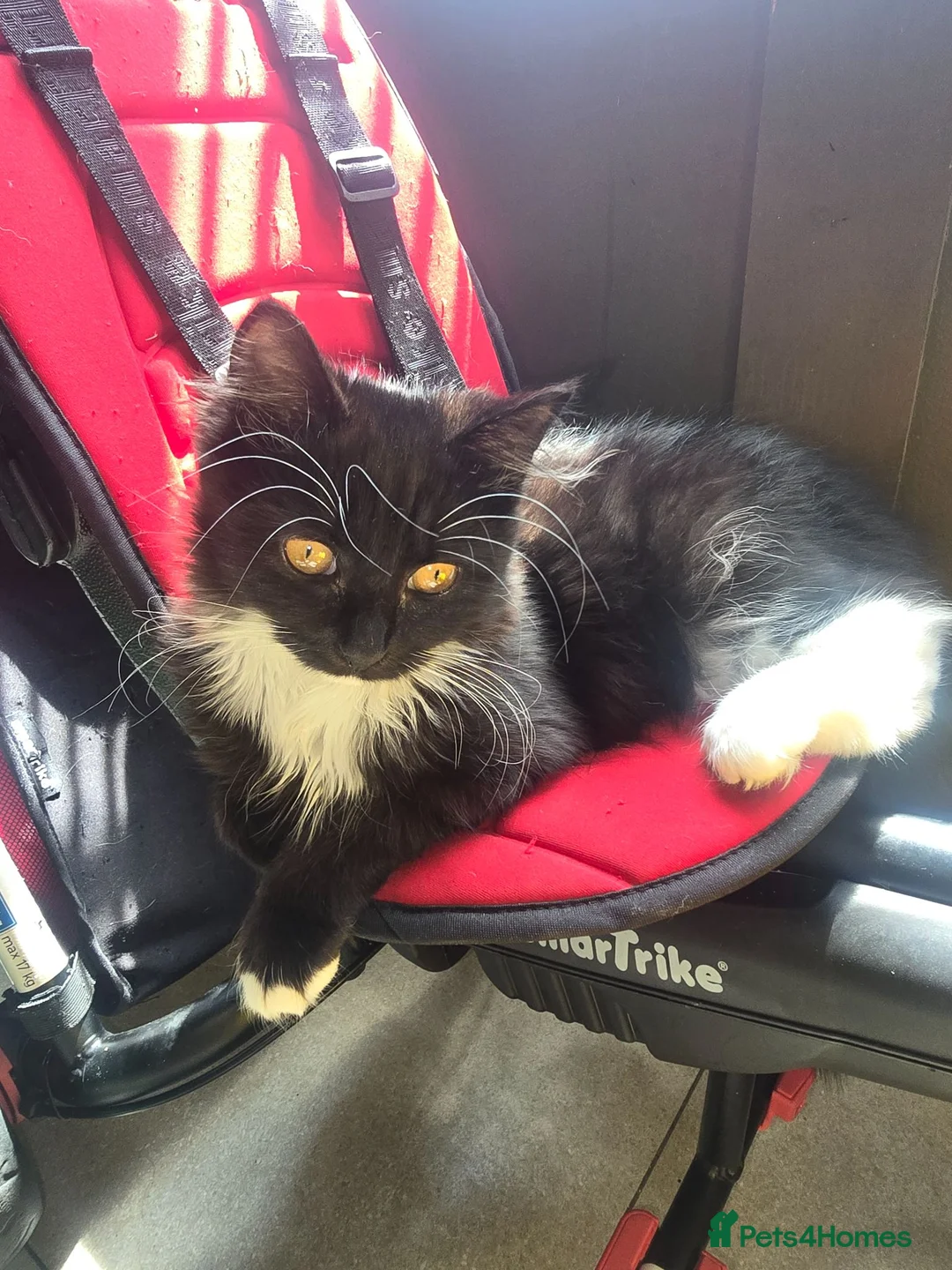 Mixed Breed cats for sale: Black and white fluffy girl - Advert 1
