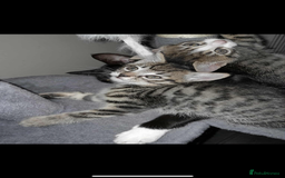 British Shorthair cats for sale: Girl kitten - Image 3