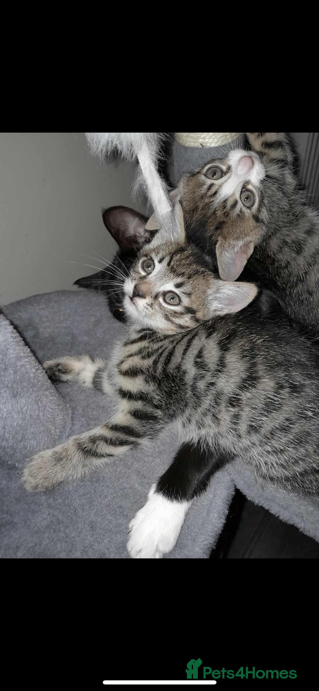 British Shorthair cats for sale: Girl kitten - Image 3