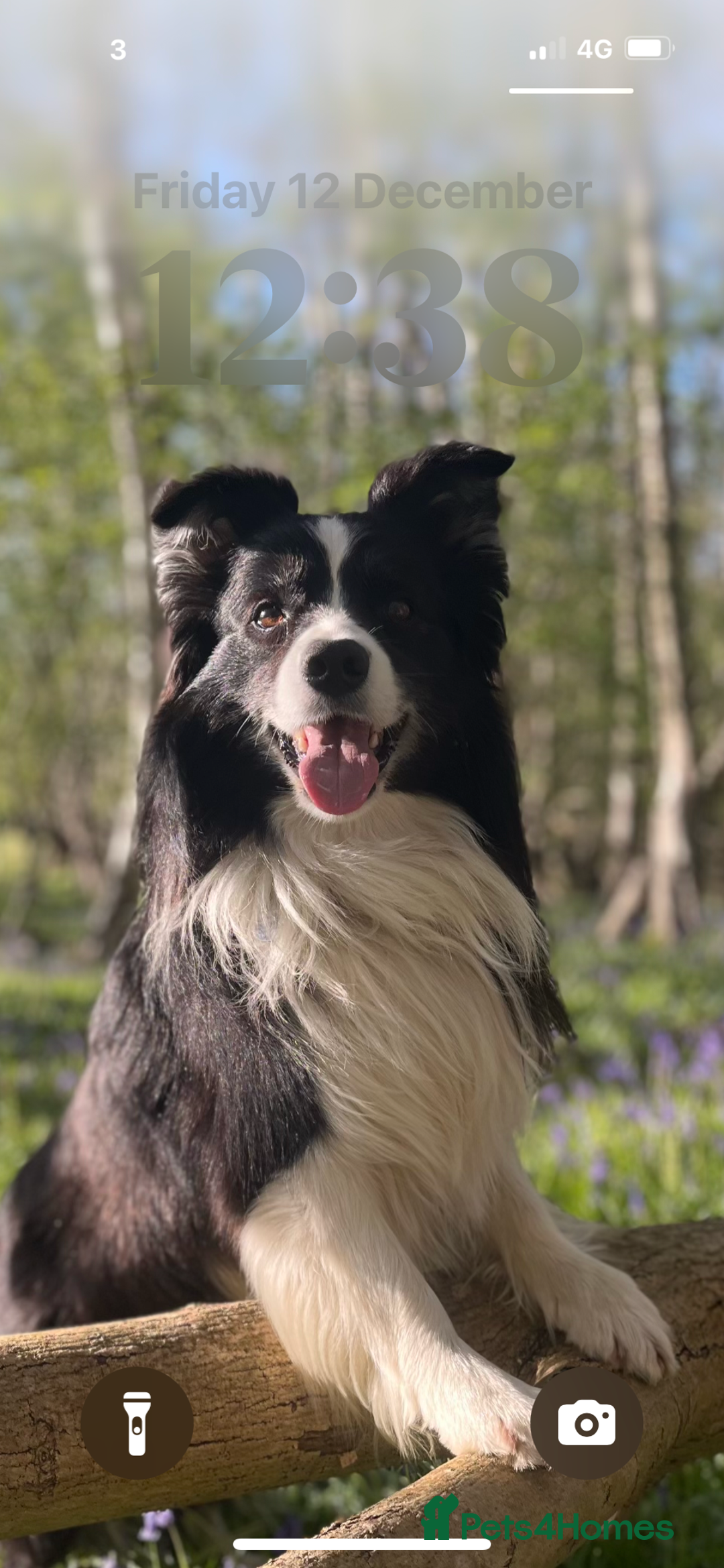 Border Collie dogs for stud:  Kc registered very successful show, agility dog - Advert 3