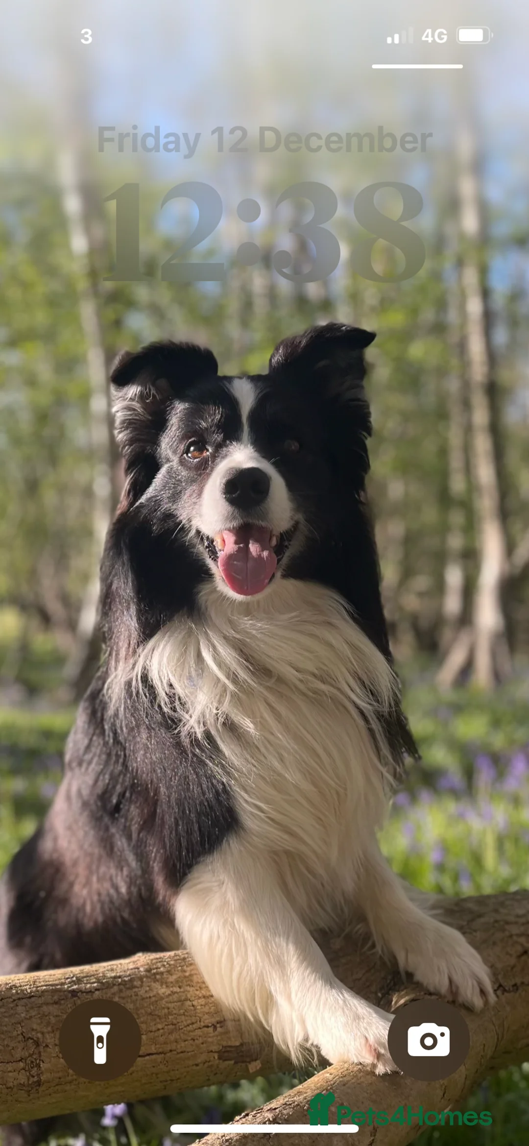 Border Collie dogs for stud:  Kc registered very successful show, agility dog - Advert 3