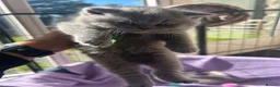 British Shorthair cats for sale: GCCF BSH Kitten  - 1 Blue Girl  - Advert 23