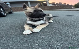 Mixed Breed dogs for sale: Siberian Husky  - Image 4