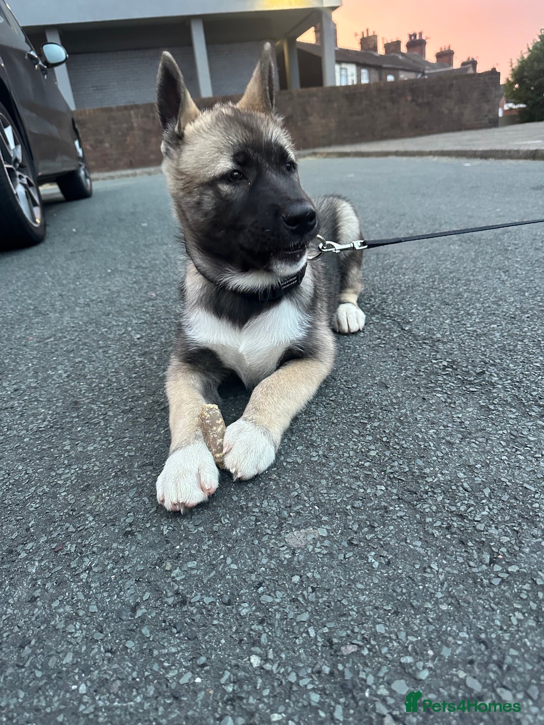 Mixed Breed dogs for sale: Siberian Husky  - Image 4