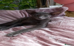 Oriental cats for sale: Full Pedigree Oriental 1 Kitten XL size ears GCCF - Image 33