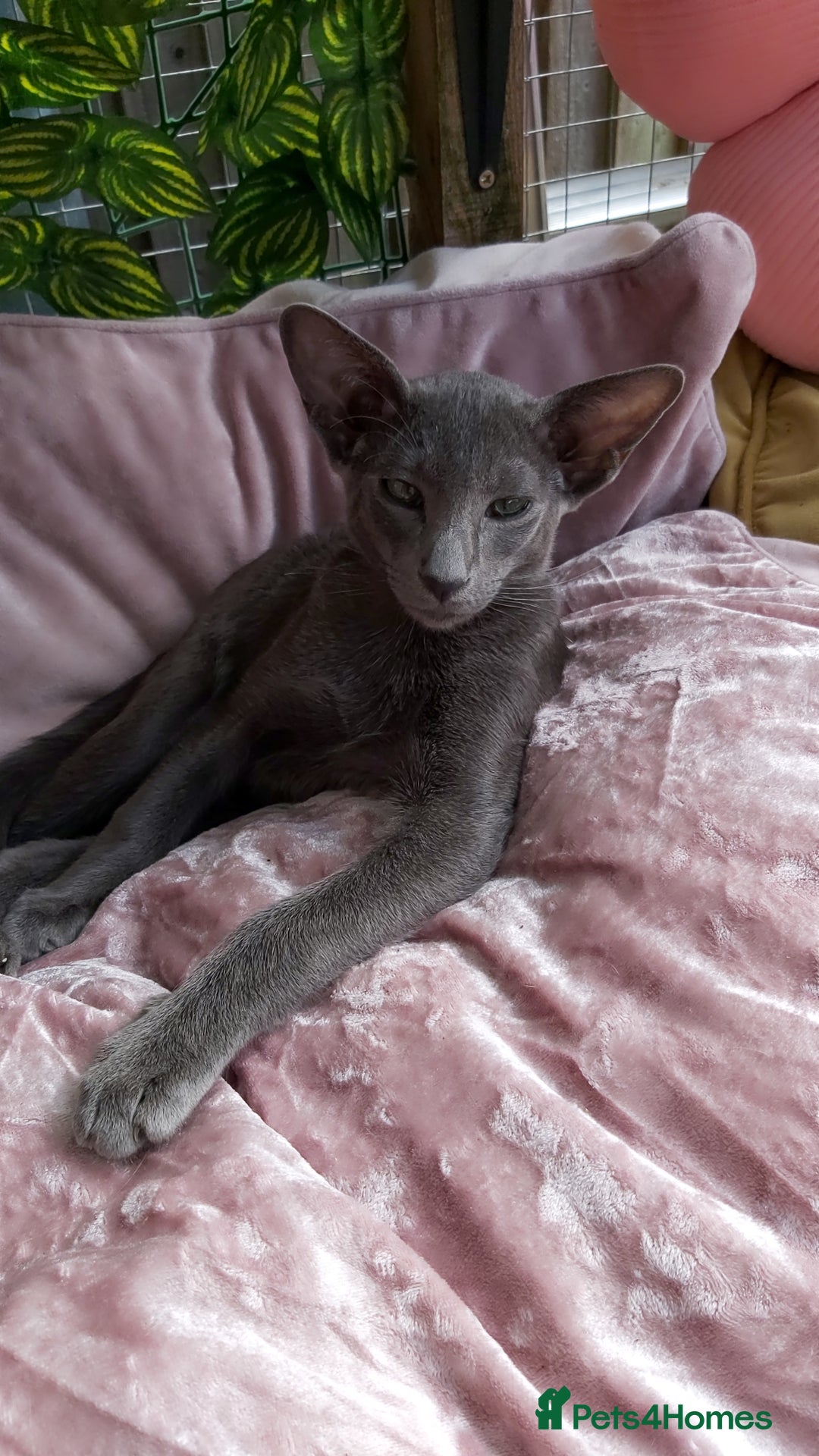 Oriental cats for sale: Full Pedigree Oriental 1 Kitten XL size ears GCCF - Image 33