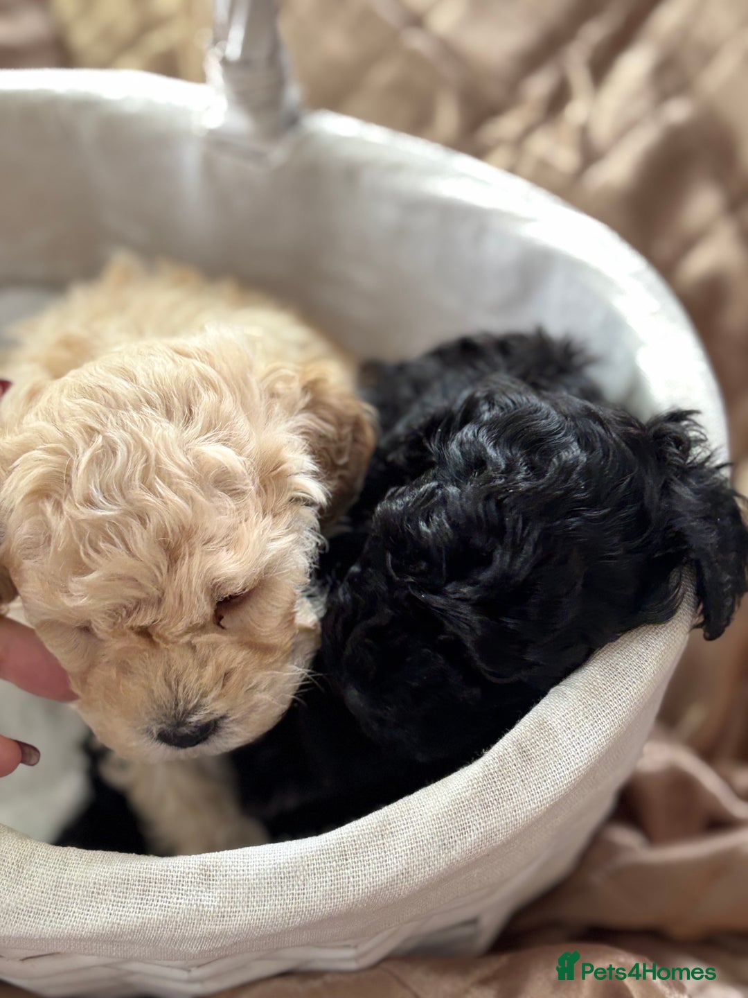 Poochon dogs for sale: Puppies for sale  - Advert 6