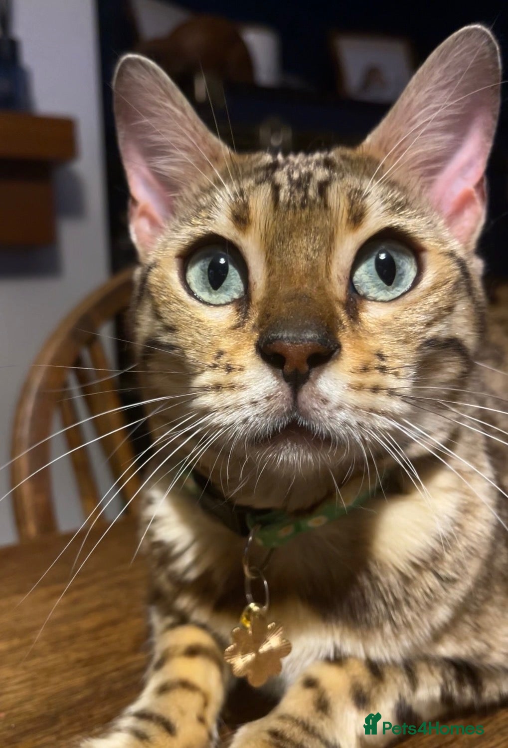 Bengal cats for sale: Tica Bengal Queen - Advert 12