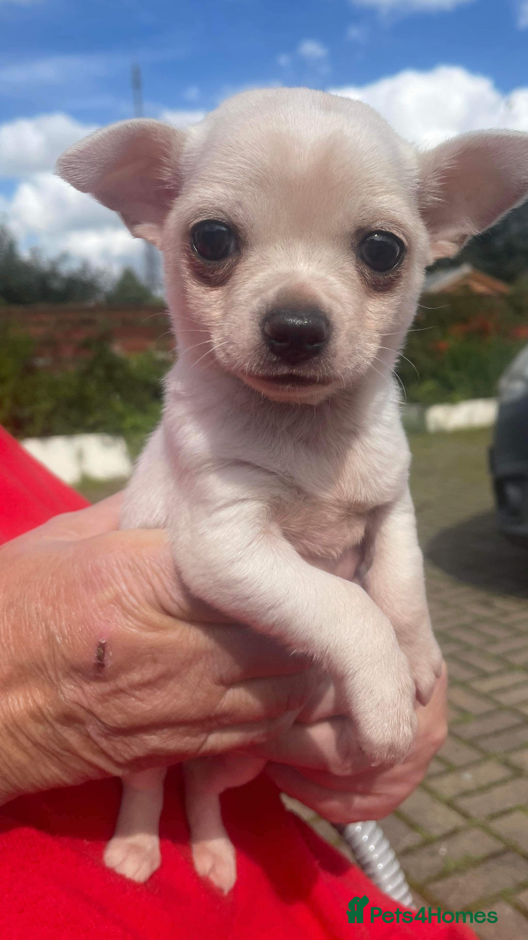 Chihuahua dogs Chihuahua for STUD £250 - Advert 7