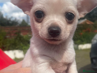 Chihuahua dogs for stud: Chihuahua for STUD £250 - Advert 1