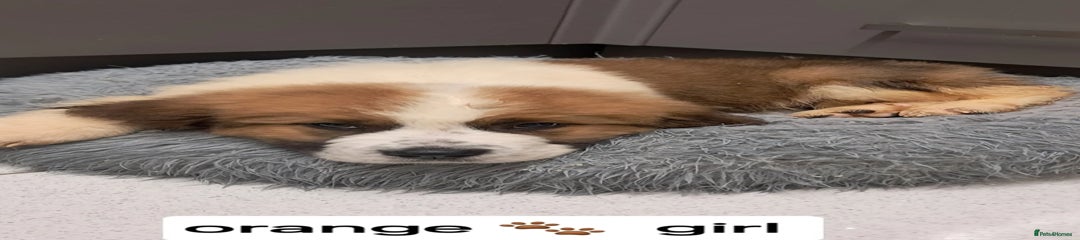 Saint Bernard Puppy 3