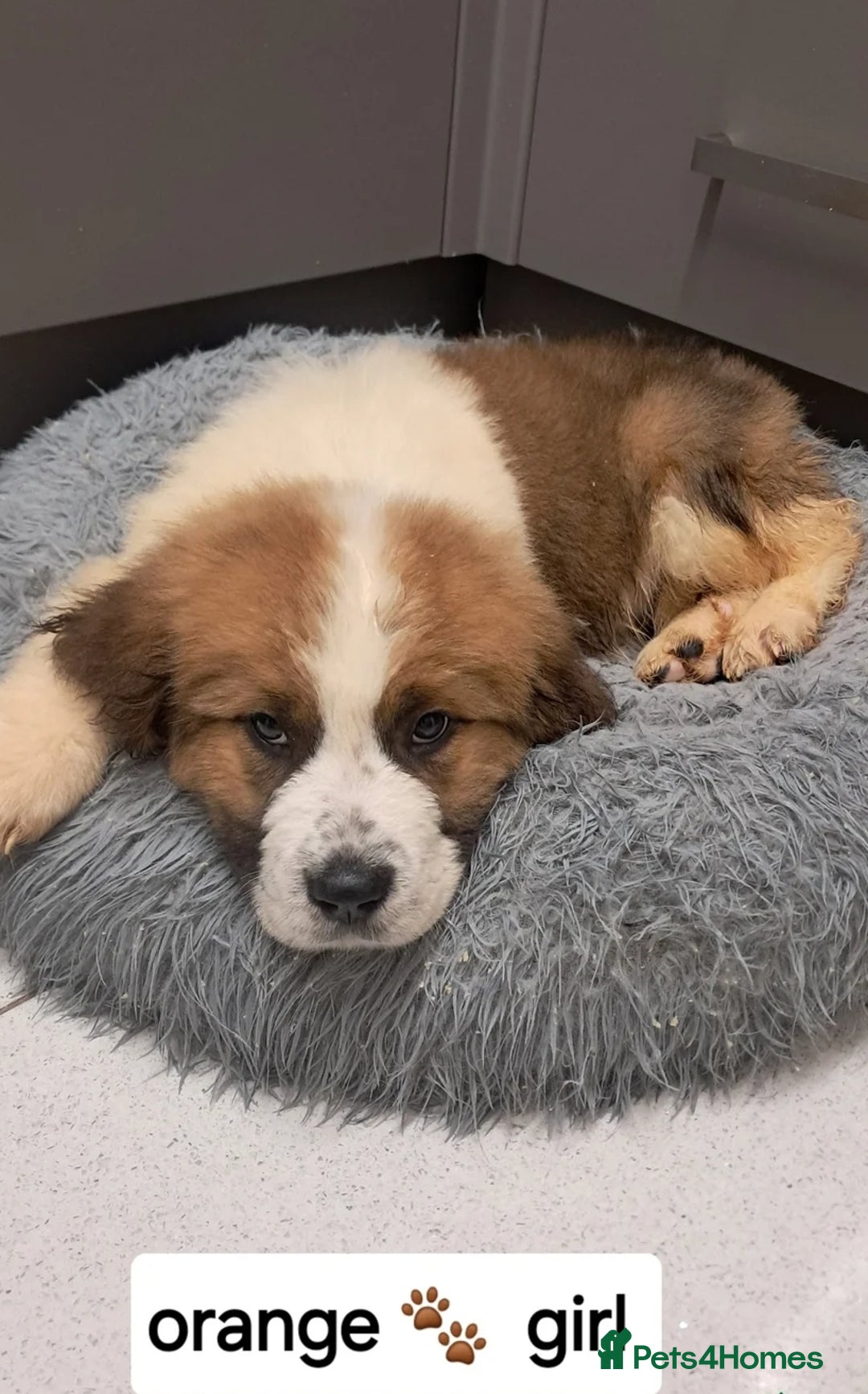Saint Bernard dogs for sale: Saint bernard puppies 🐶  in Herne Bay - Image 5