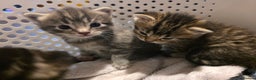Mixed Breed cats for sale: Long haired tabby kittens.  - Advert 11