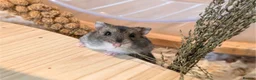 Hamster rodents for sale: Hundred Acre Hamster Rescue  - Advert 5