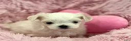 Maltese dogs for sale: ✨Beautiful Korean Maltese Puppies🤍 - Advert 15