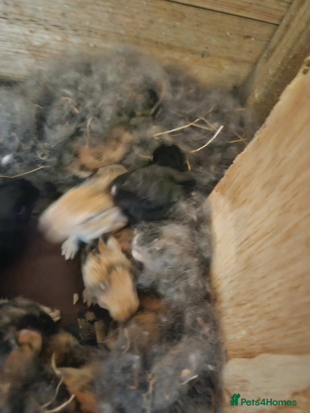 Continental Giant rabbits for sale: Beautiful continental giant babies  - Advert 2