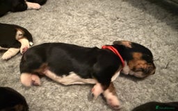 Basset Hound dogs for sale: Beautiful Basset Hound Puppies - Image 8