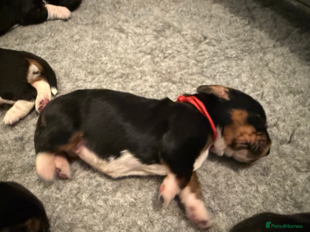 Basset Hound dogs for sale: Beautiful Basset Hound Puppies - Image 8