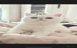 Exotic cats for sale: 🏆PREMIUM QUALITY KITTENS🏆 - Image 17