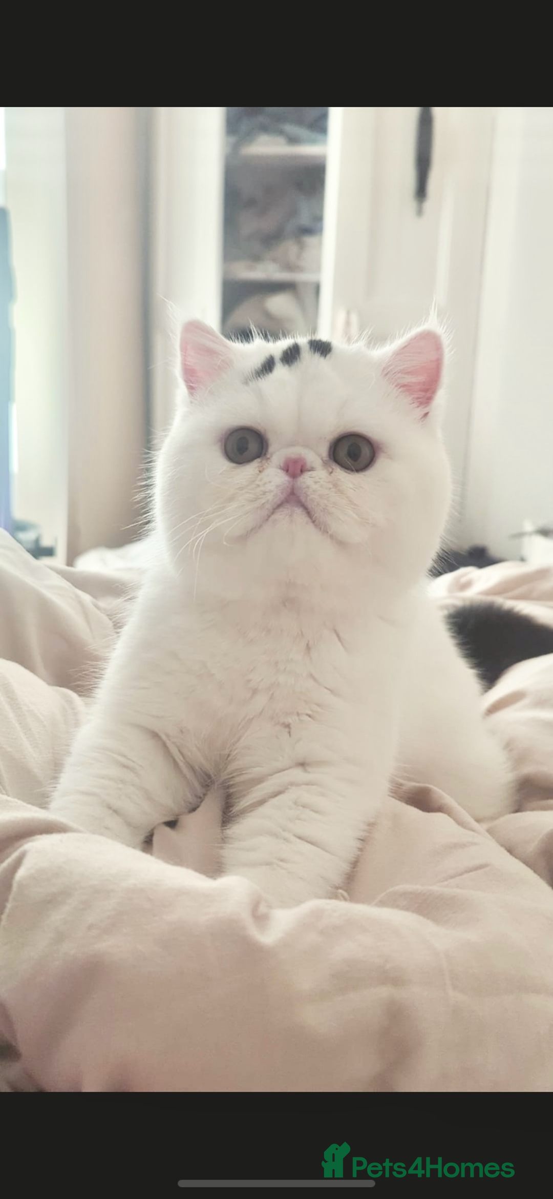 Exotic cats for sale: 🏆PREMIUM QUALITY KITTENS🏆 - Image 17
