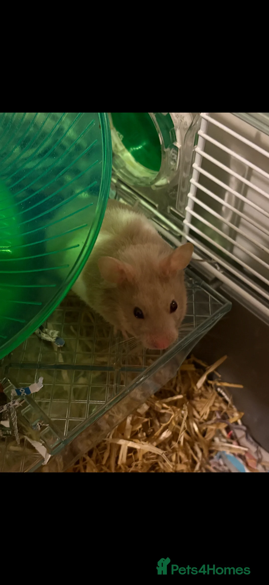 Hamster rodents for sale: Hamster  - Advert 1