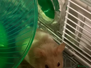 Hamster rodents Hamster - Advert 13