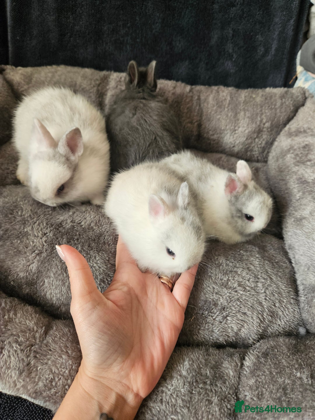 Netherland Dwarf rabbits for sale: Blue and Magpie boys - Advert 22
