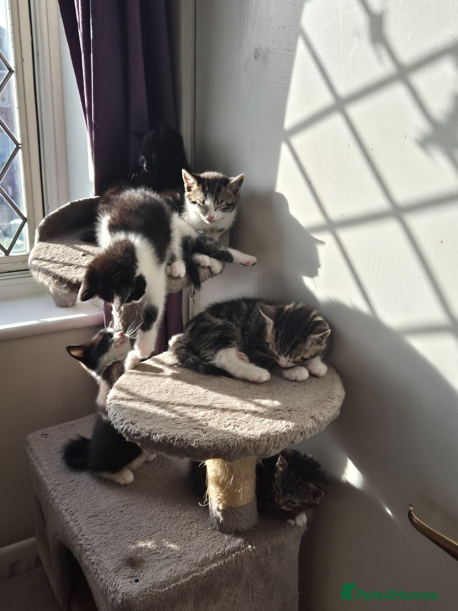British Shorthair cats for sale: X2 mummys with kittens in London - Advert 10